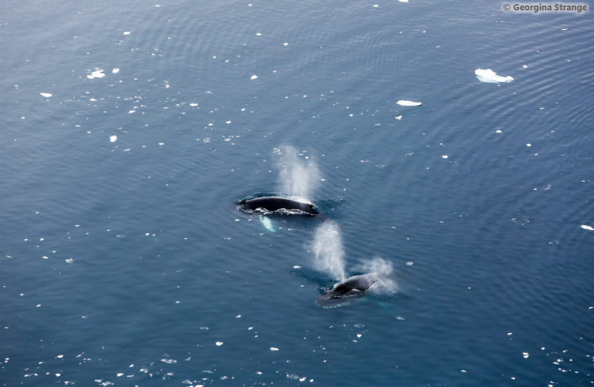 Antarctic_2020_1011_Antarctic Awakening